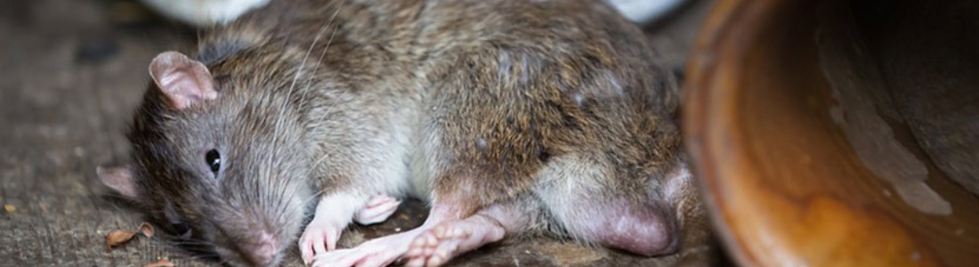 Doenças Transmitidas pelos Ratos 24 HORAS